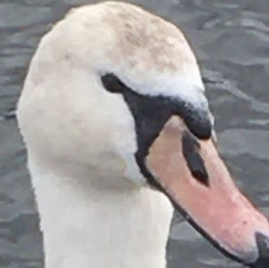 Meet your Posher, Henry